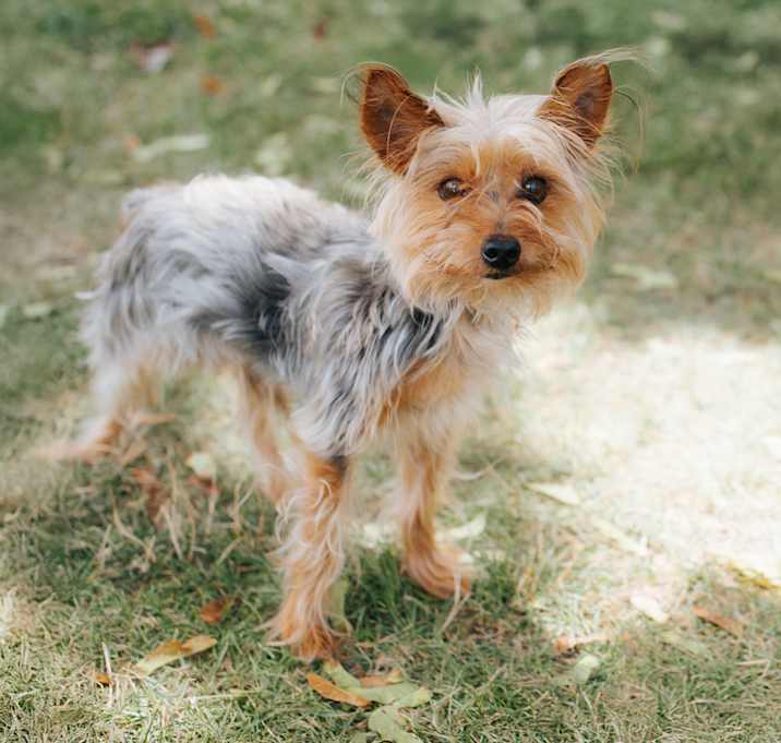 Photo of Sultan