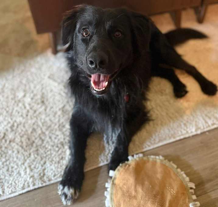 Photo of 25-032 Bojangles “Bo”