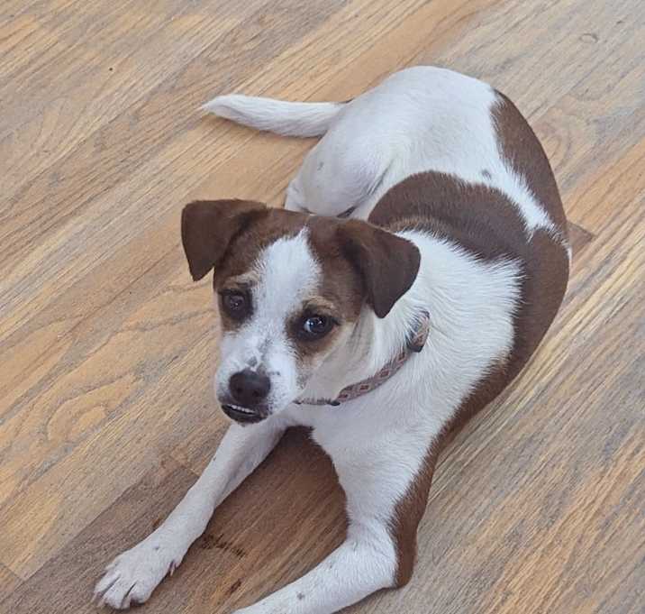 Photo of Posie