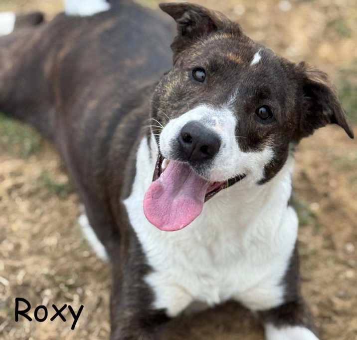 Photo of Roxy