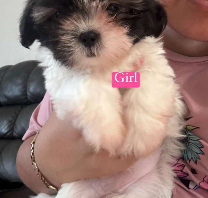 Photo of Shih Tzu Girl 1