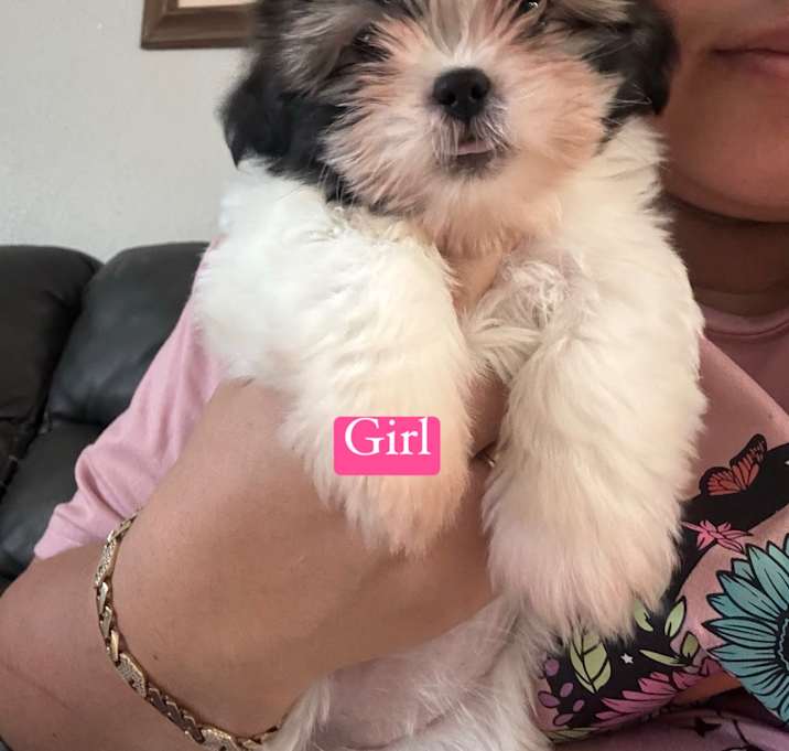 Photo of Shih Tzu Girl 2