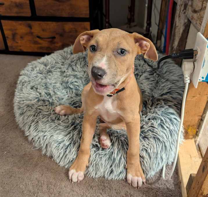 Photo of Willow