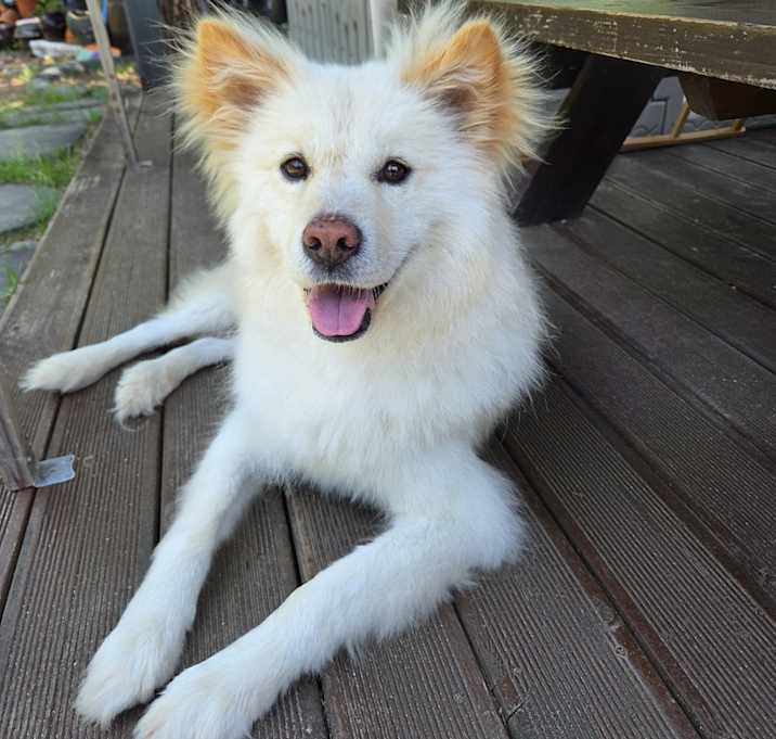 Photo of simba