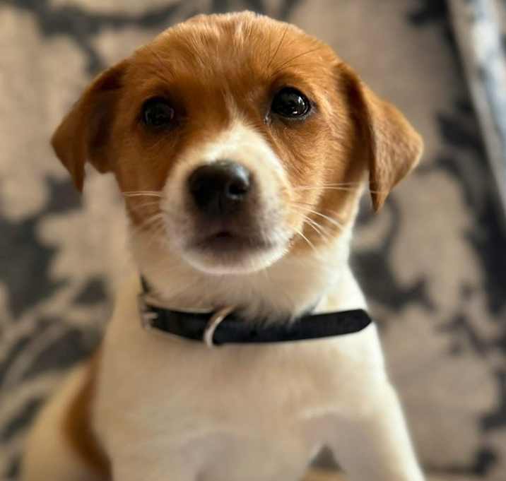 Photo of Nugget