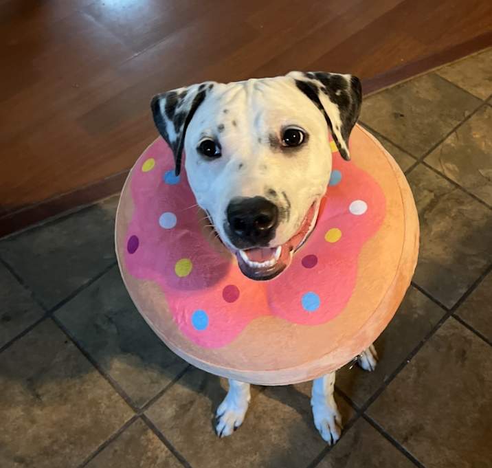 Photo of Luna