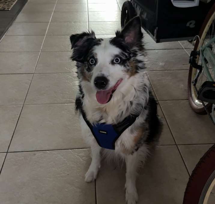Photo of Bubba