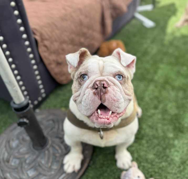 Photo of Georgie Porgie