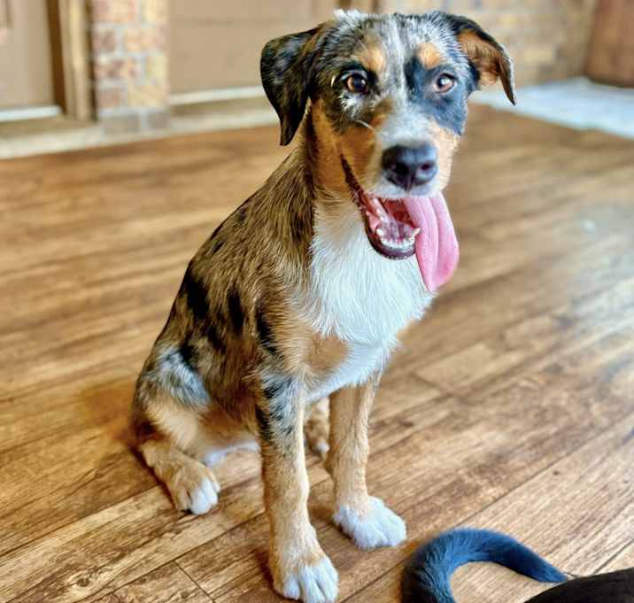 Photo of Cookie Adoption Pending