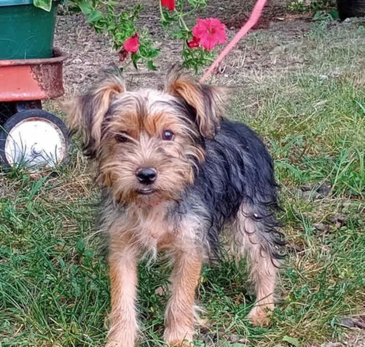 Photo of Barkley