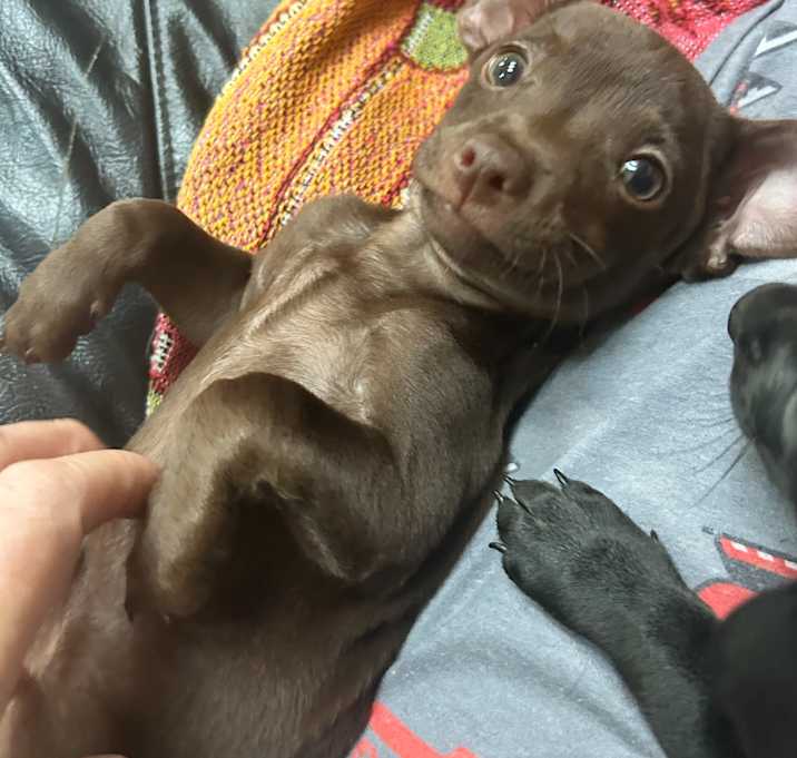 Photo of Buttercup
