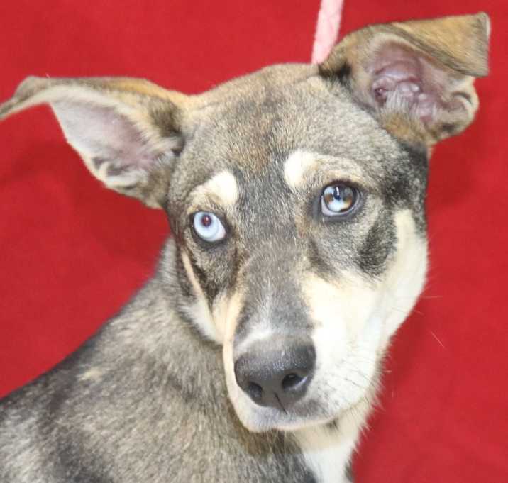 Photo of Arabella