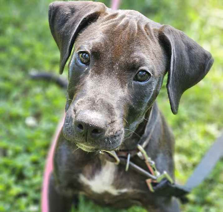 Photo of Ruger (Bacon)