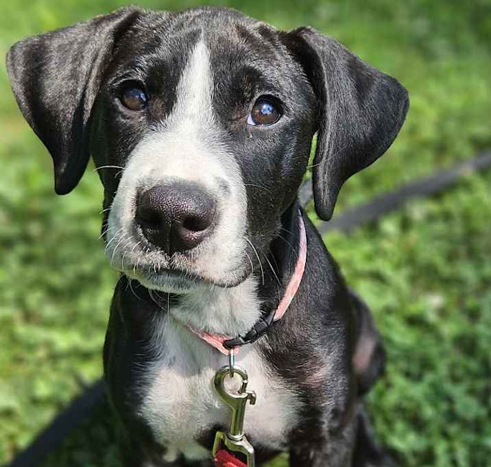 Photo of Biscuit