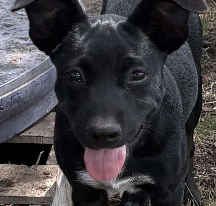 Photo of Daisy
