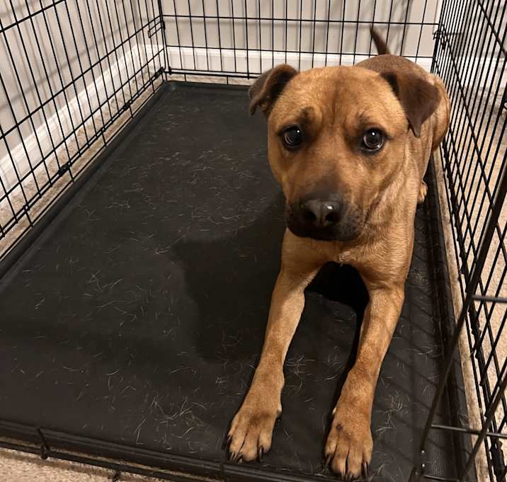 Photo of Nala