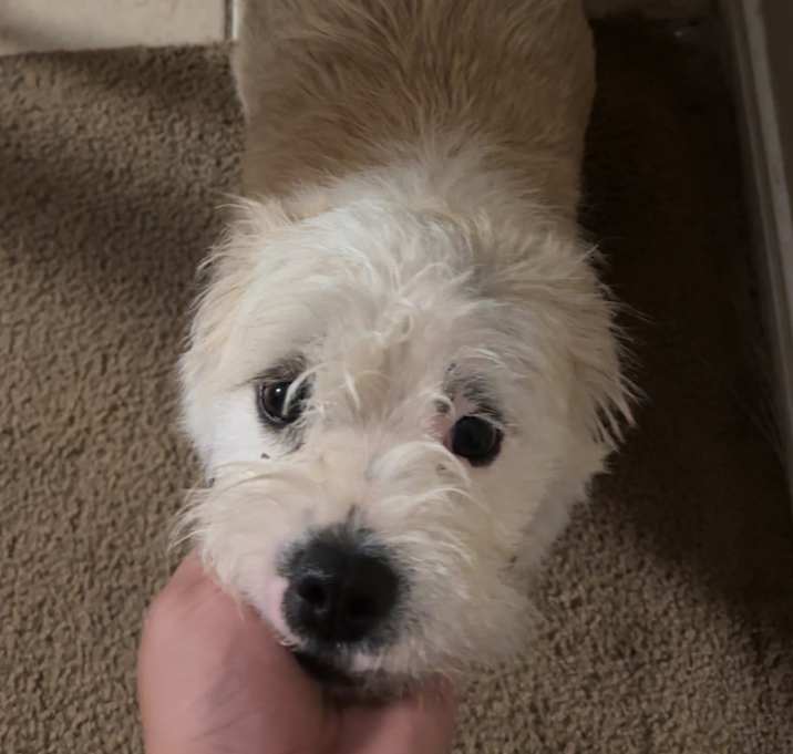 Photo of Ivy