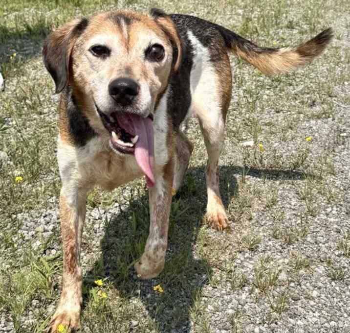 Photo of Waylon (courtesy post)