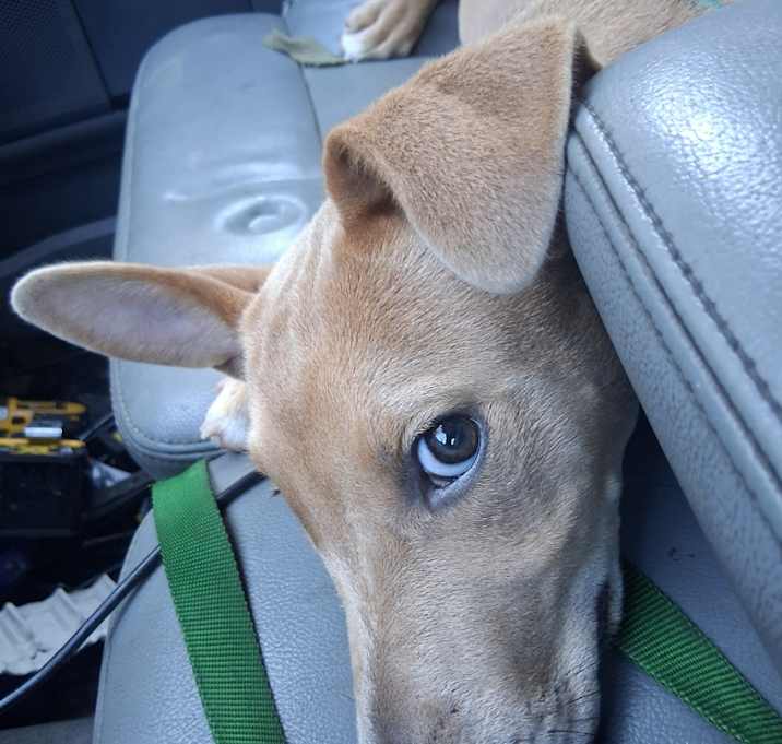 Photo of Scrappy