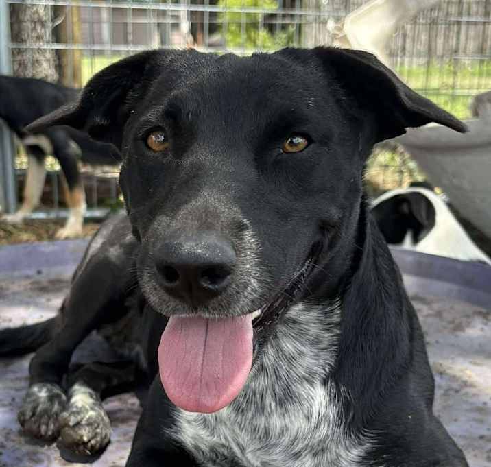Photo of Sadie