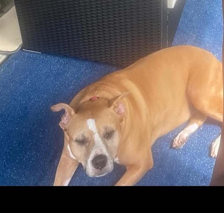 Photo of Stormy