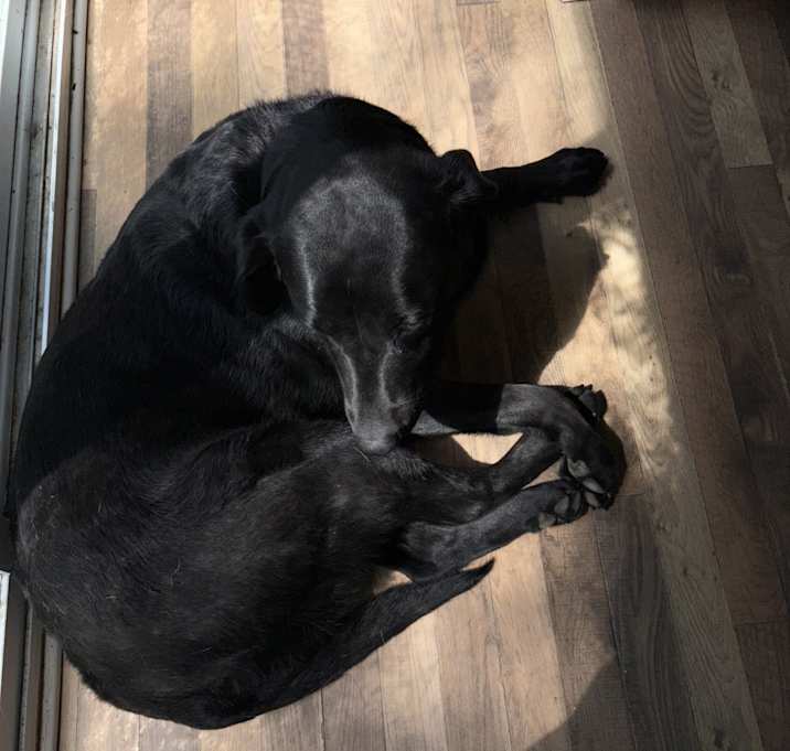 Photo of Nova