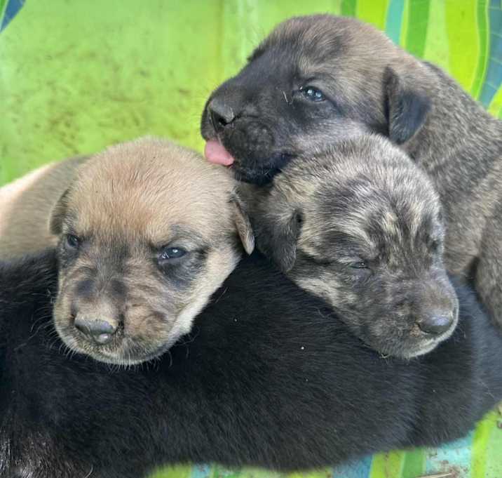 Photo of Puppies