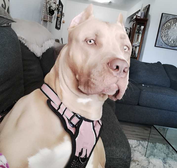 Photo of lylia