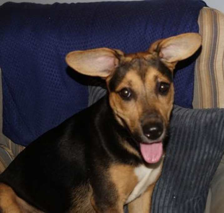 Photo of Dixie
