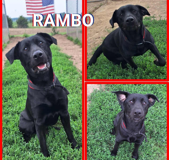 Photo of Rambo - SPONSORED