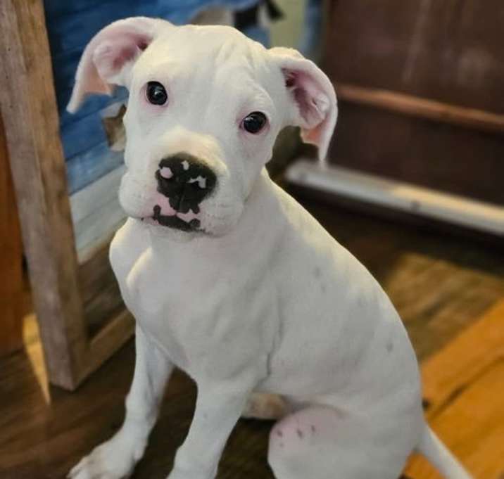 Photo of Boxy Boo
