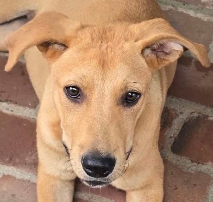 Photo of Sam - highway 118 pup