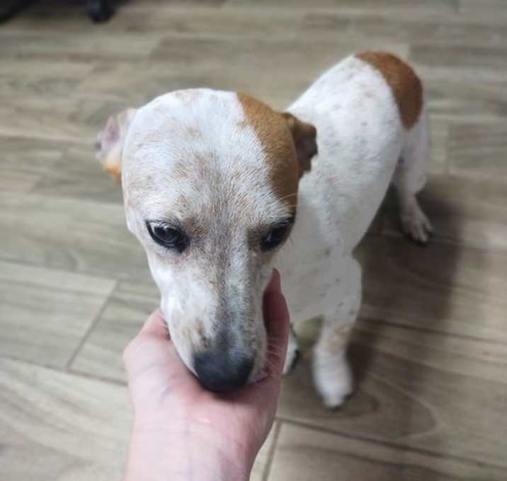 Photo of Dandelion