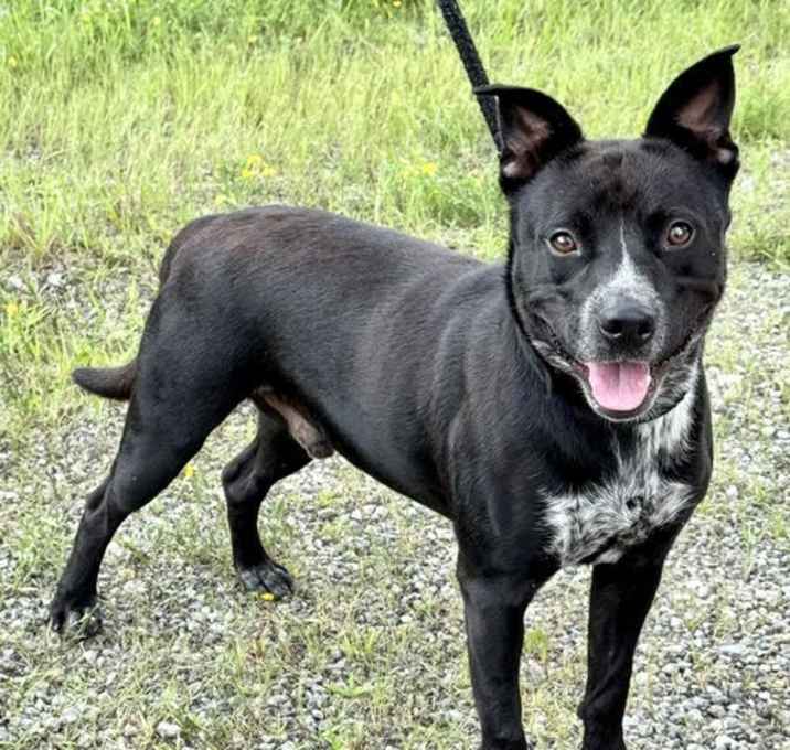 Photo of Louie (courtesy post)