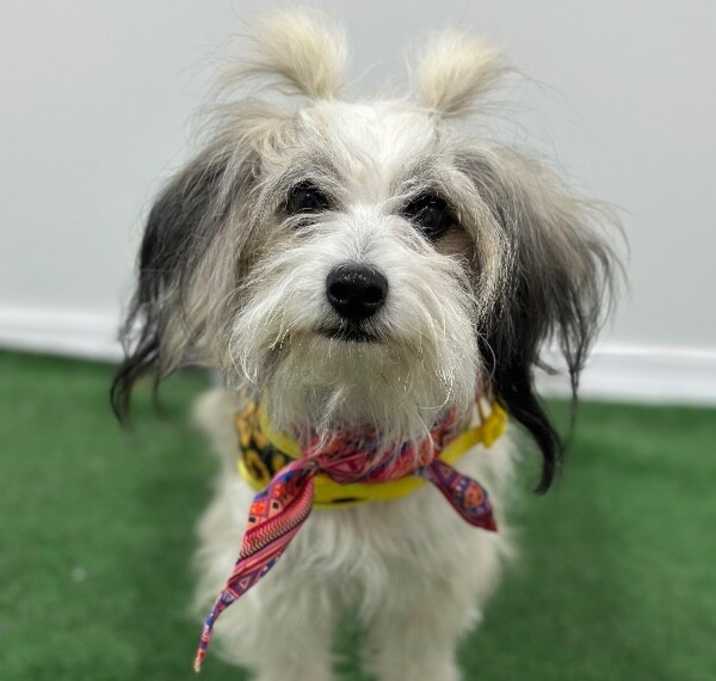 Photo of Violet
