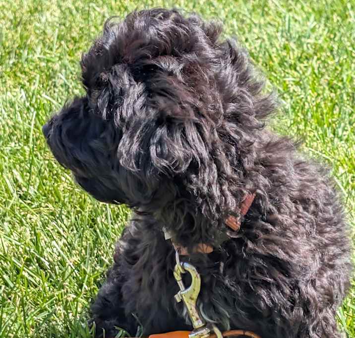 Photo of Xin Bao
