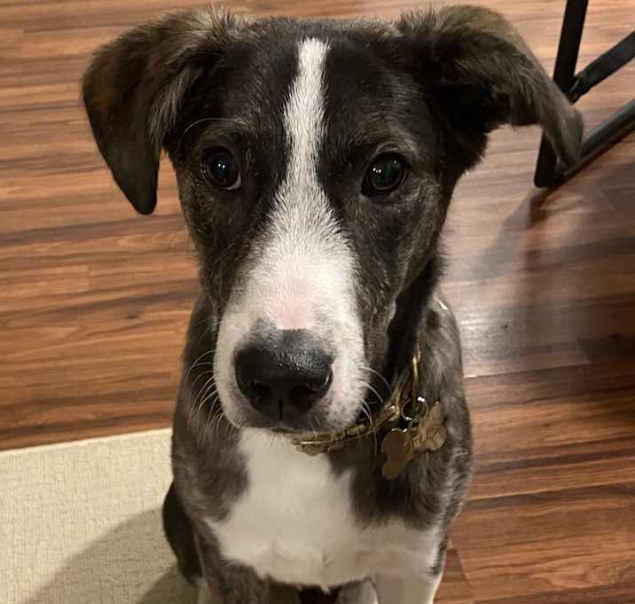 Photo of Rufus