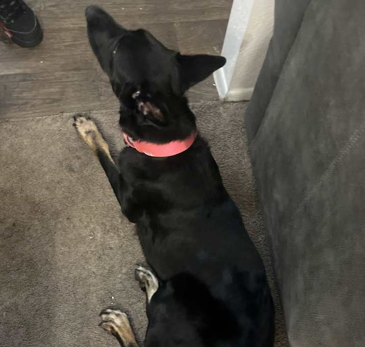 Photo of Nala