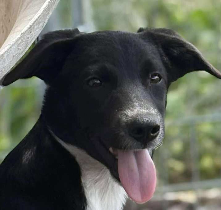 Photo of Bruno