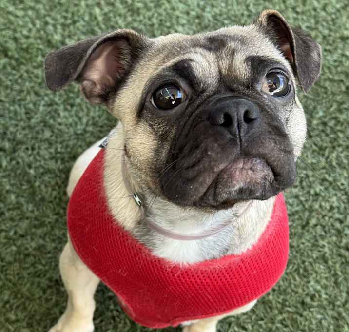 Photo of Olive