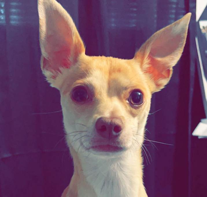 Photo of Chico