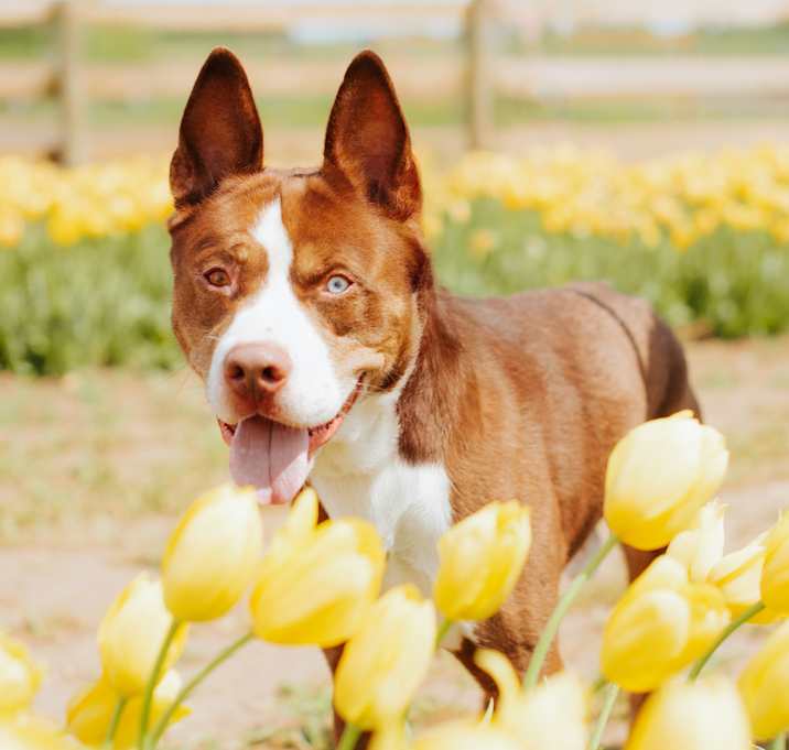 Photo of Koda