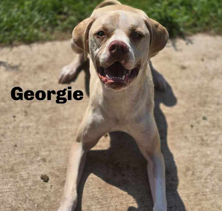 Photo of Georgie 250037