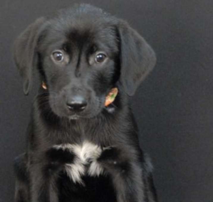 Photo of Duke