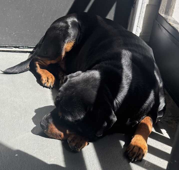 Photo of Rocko