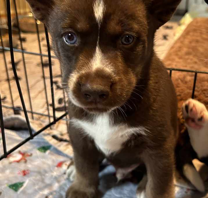 Photo of S'more