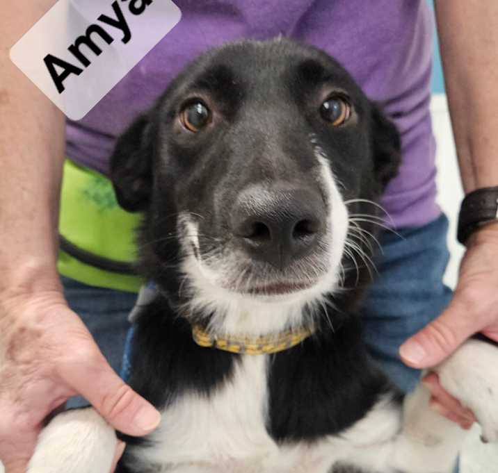 Photo of Amya