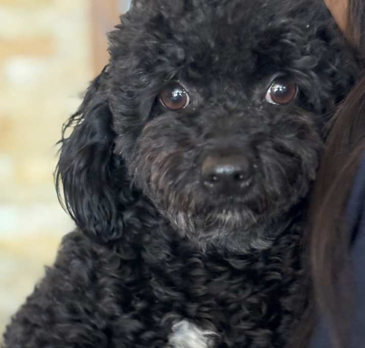 Photo of Lucy