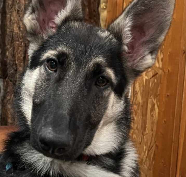 Photo of Xena