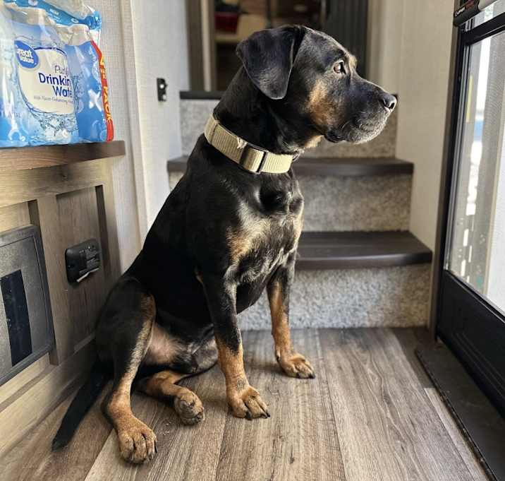 Photo of Buddy